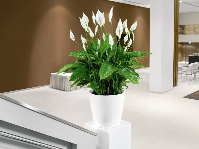 Kỹ thuật trồng c&acirc;y Lan &yacute; gi&uacute;p lọc kh&ocirc;ng kh&iacute; rất tốt. Ảnh minh họa