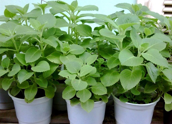  C&acirc;y h&uacute;ng chanh c&oacute; t&aacute;c dụng đuổi muỗi hiệu quả, kỹ thuật trồng c&acirc;y lại đơn giản. Ảnh minh họa