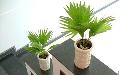  Kỹ thuật trồng c&acirc;y cọ cảnh kh&ocirc;ng chỉ mang vẻ đẹp thanh tao m&agrave; c&ograve;n h&uacute;t kh&iacute; độc cực hiệu quả. Ảnh minh họa