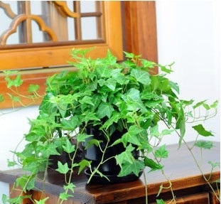 C&acirc;y thường xu&acirc;n kh&ocirc;ng chỉ l&agrave;m cảnh m&agrave; c&ograve;n c&oacute; t&aacute;c dụng đuổi muổi, thanh lọc kh&ocirc;ng kh&iacute;. Ảnh minh họa 