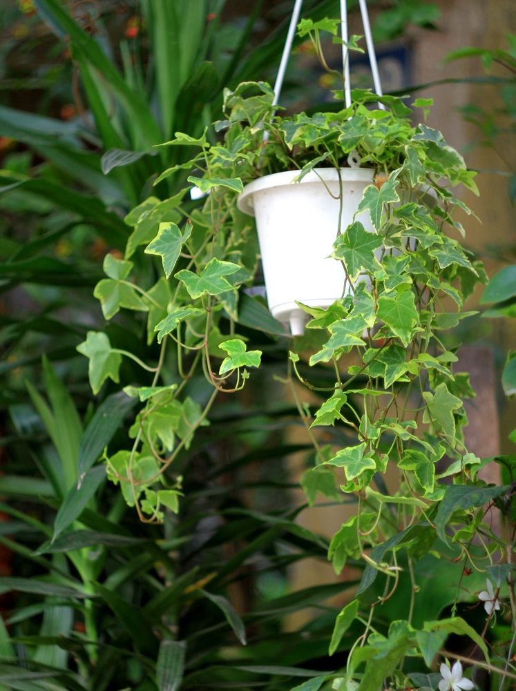Kỹ thuật trồng v&agrave; chăm s&oacute;c c&acirc;y thường xu&acirc;n cũng rất đơn giản. Ảnh minh họa 