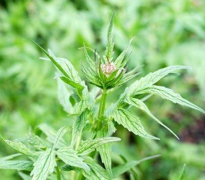 Kỹ thuật trồng c&acirc;y nữ lang tuy chưa phổ biến nhưng lại rất đơn giản. Ảnh minh họa 