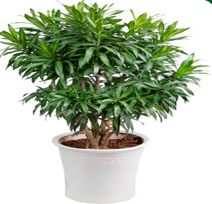  C&acirc;y tr&uacute;c b&aacute;ch hợp mang may mắn, an l&agrave;nh cho gia chủ. Ảnh minh họa