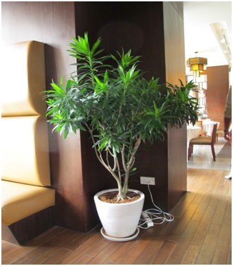 Kỹ thuật trồng c&acirc;y v&agrave; chăm s&oacute;c c&acirc;y tr&uacute;c b&aacute;ch hợp đơn giản. Ảnh minh họa