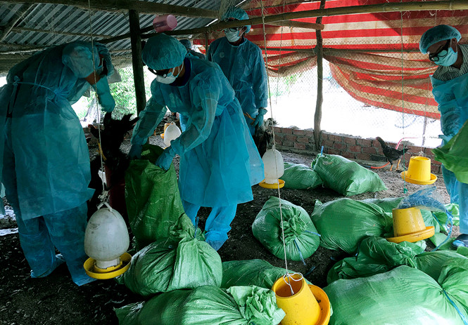 Dịch c&uacute;m gia cầm H5N1 tại Bạc Li&ecirc;u. Ảnh: Thanh Ni&ecirc;n 