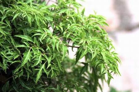 C&acirc;y đinh lăng ngo&agrave;i l&agrave;m cảnh c&ograve;n c&oacute; t&aacute;c dụng chữa bệnh cực hiệu quả. Ảnh minh họa 