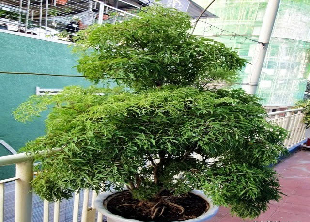 C&acirc;y đinh lăng ngo&agrave;i l&agrave;m cảnh c&ograve;n c&oacute; t&aacute;c dụng chữa bệnh cực hiệu quả. Ảnh minh họa 