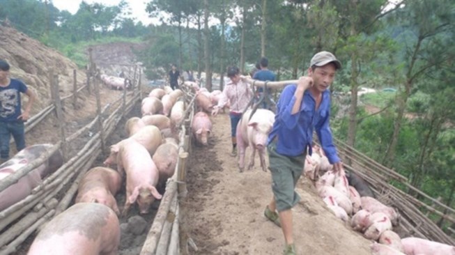 Gi&aacute; heo trong nước lại giảm sau thời gian tăng gi&aacute;. Ảnh: Ph&aacute;p luật TP HCM 