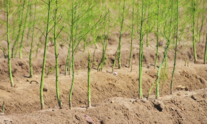 Kỹ thuật trồng măng t&acirc;y mang lại hiệu quả cao. Ảnh minh họa 