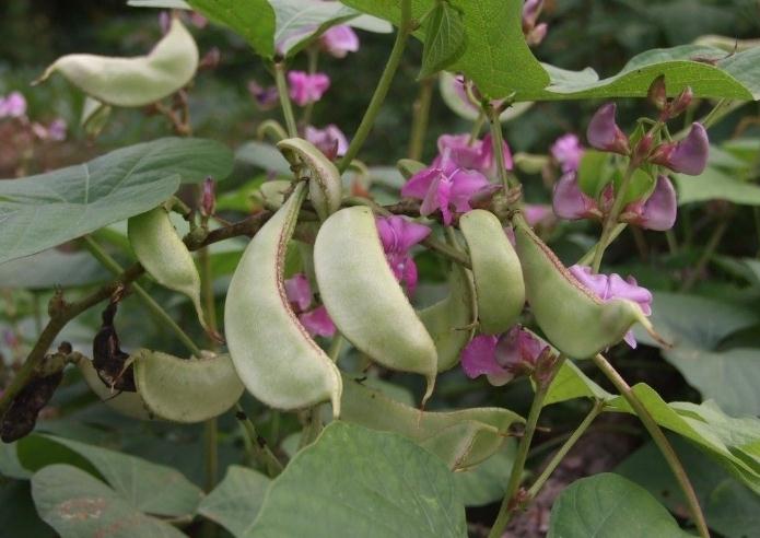 C&acirc;y đậu v&aacute;n c&oacute; thể trồng theo gi&agrave;n xung quanh nh&agrave;, cho quả quanh năm. Ảnh minh họa