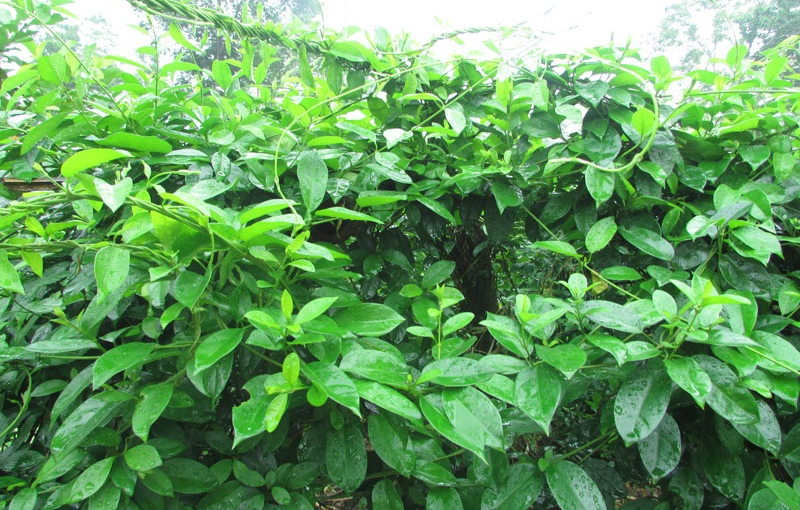  Kỹ thuật trồng d&acirc;y th&igrave;a canh kh&ocirc;ng kh&oacute;, chăm s&oacute;c lại cực kỳ đơn giản. Ảnh minh họa