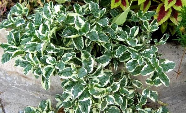  Kỹ thuật trồng c&acirc;y cẩm thạch bằng c&aacute;ch gi&acirc;m c&agrave;nh. Ảnh minh hoa