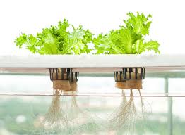 Cách chăm sóc rau thủy canh cũng không quá vất vả mà chất lượng rau lại đảm bảo. Ảnh minh họa