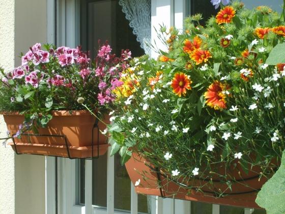 Hoa chậu treo tạo ấn tượng cho kh&ocirc;ng gian nh&agrave; bạn. Ảnh minh họa 