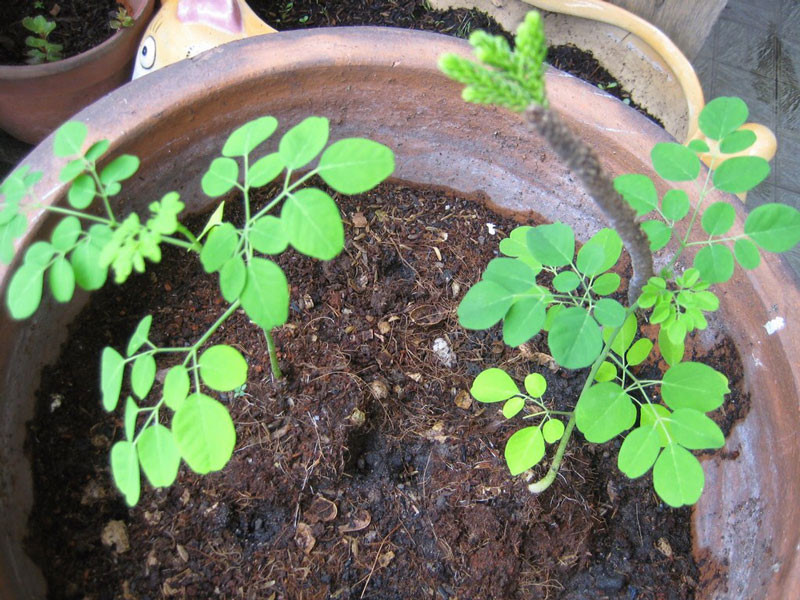 Kỹ thuật trồng c&acirc;y ch&ugrave;m ng&acirc;y đơn giản, chăm s&oacute;c dễ d&agrave;ng. Ảnh minh họa 