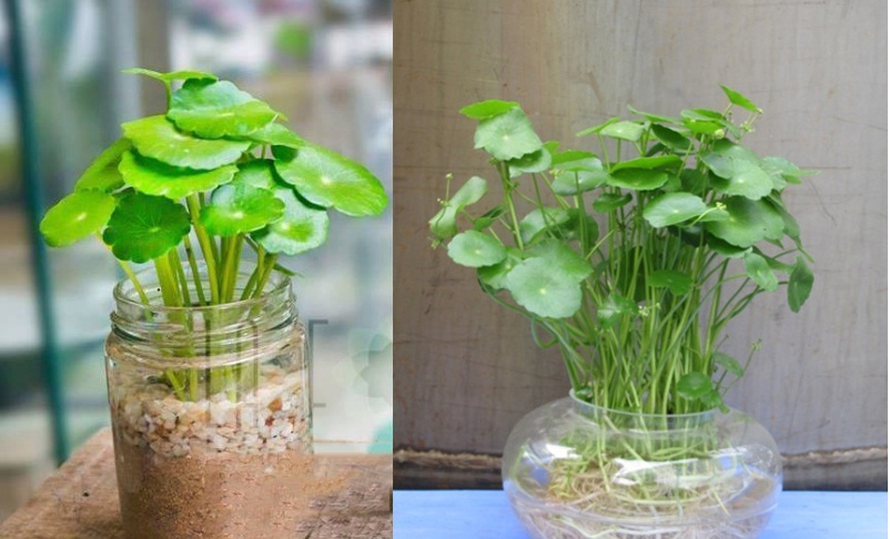 C&acirc;y cỏ đồng ti&ecirc;n c&oacute; thể trồng được cả đất v&agrave; thủy sinh. Ảnh minh họa 