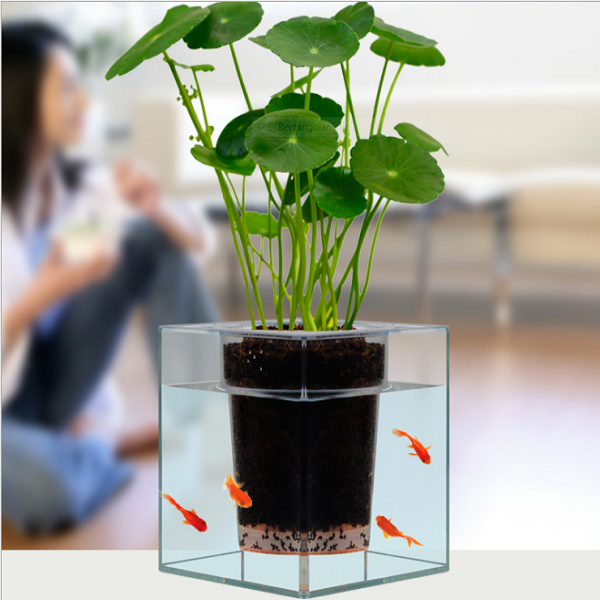  Kỹ thuật trồng c&acirc;y cỏ đồng tiền kh&aacute; đơn giản. Ảnh minh họa