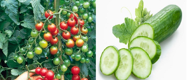  Kh&ocirc;ng n&ecirc;n kết hợp c&agrave; chua với dưa chuột. Ảnh minh họa