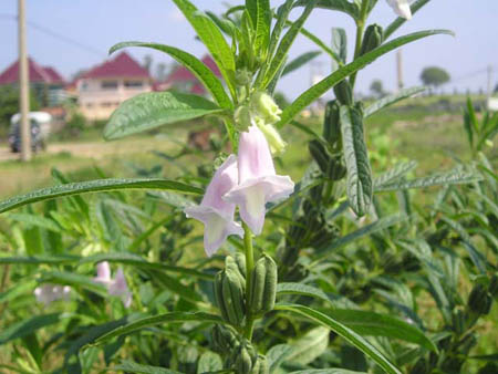 Nhiều c&ocirc;ng dụng, kỹ thuật trồng c&acirc;y vừng lại đơn giản. Ảnh minh họa 