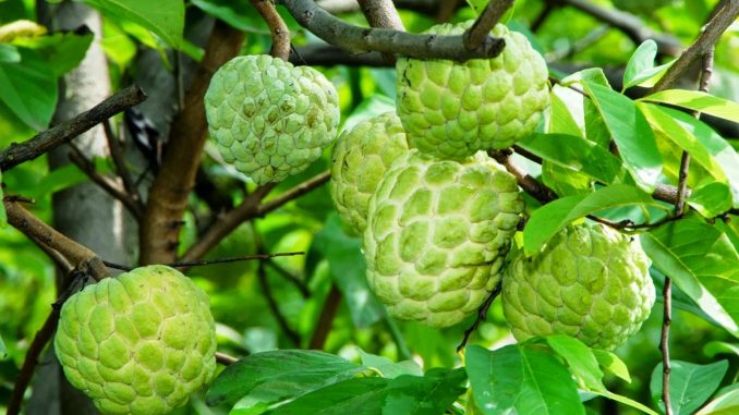 C&acirc;y Na Th&aacute;i thơm ngon, quả mọng, kỹ thuật trồng c&acirc;y đơn giản. Ảnh minh họa 
