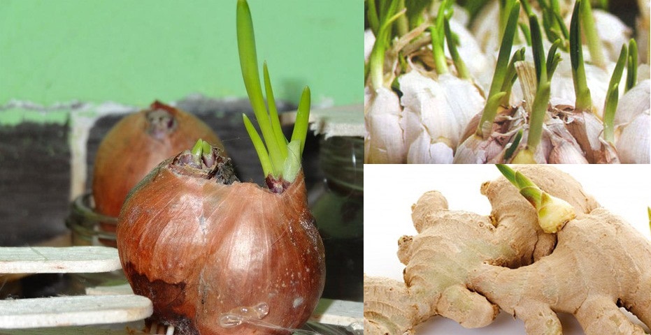 C&aacute;c loại củ gia vị như tỏi, h&agrave;nh, gừng nếu đ&atilde; mọc mầm kh&ocirc;ng n&ecirc;n ăn. Ảnh minh họa 