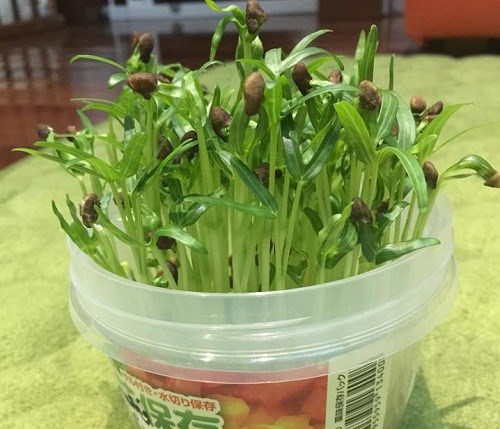 C&aacute;ch chăm s&oacute;c c&acirc;y rau muống mầm kh&ocirc;ng qu&aacute; kh&oacute; nhưng lại cho rau ăn quanh năm. Ảnh minh họa 