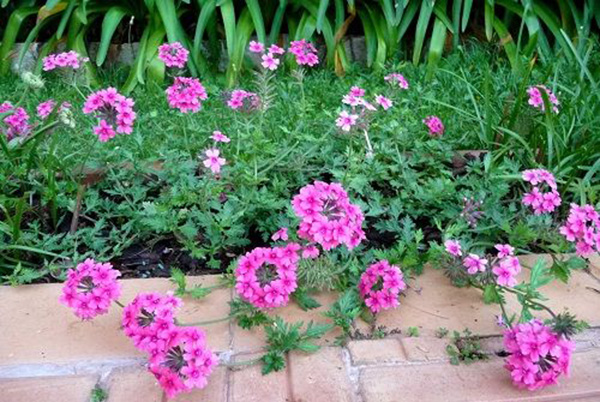 Hoa C&uacute;c Indo lu&ocirc;n to&aacute;t l&ecirc;n vẻ đẹp dịu d&agrave;ng nhưng kh&ocirc;ng k&eacute;m phần rực rỡ. Ảnh minh họa
