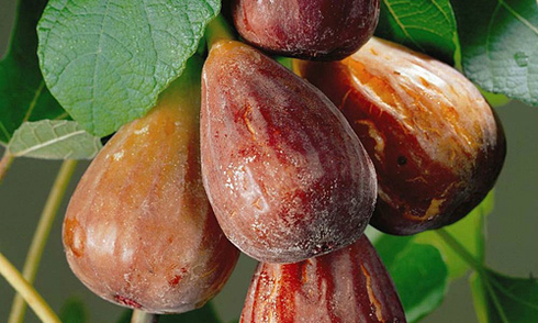 Kỹ thuật trồng v&agrave; chăm s&oacute;c c&acirc;y sung Mỹ đơn giản, quả vẫn sai v&agrave; ngon. Ảnh minh họa