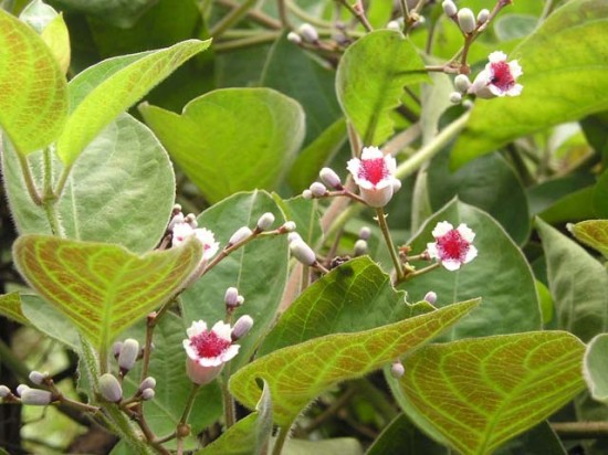 C&acirc;y l&aacute; mơ c&oacute; thể điều trị được nhiều loại bệnh. Ảnh minh họa