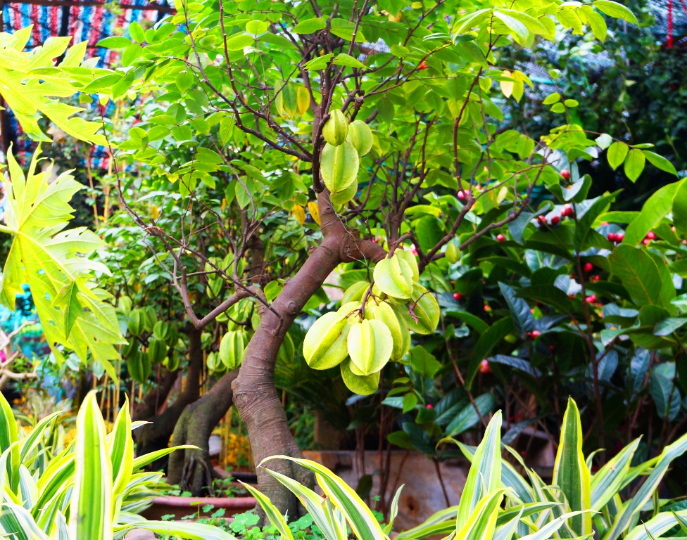 Kỹ thuật trồng c&acirc;y khế bonsai kh&ocirc;ng hề đơn giản. Ảnh minh họa 