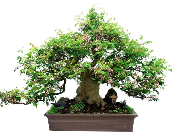 C&aacute;ch chăm s&oacute;c c&acirc;y khế bonsai cũng phải đ&uacute;ng c&aacute;ch. Ảnh minh họa