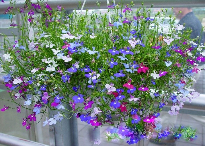Hoa Th&uacute;y điệp c&oacute; sắc t&iacute;m, hồng c&ugrave;ng xanh nước biển tạo n&ecirc;n vẻ đẹp rực rỡ cho vườn nh&agrave;. Ảnh minh họa