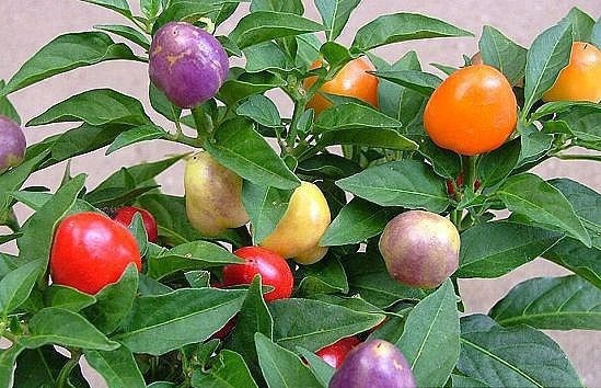 C&acirc;y ớt bi nhiều m&agrave;u kh&ocirc;ng chỉ mang vẻ đẹp cuốn h&uacute;t m&agrave; c&ograve;n mang phong thủy tốt cho gia chủ. Ảnh minh họa 
