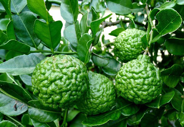  Chanh Th&aacute;i hay c&ograve;n gọi l&agrave; ''chanh n&atilde;o người'' hiện đang sốt tr&ecirc;n thị trường. Ảnh minh họa