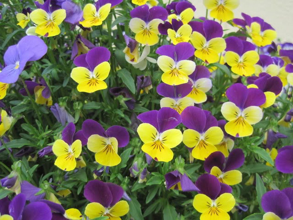 Kỹ thuật trồng hoa păng x&ecirc; đơn giản nhưng cần chăm s&oacute;c cẩn thận. Ảnh minh họa