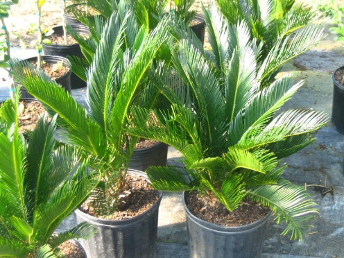 C&acirc;y Vạn tuế mang nhiều &yacute; nghĩa tượng trưng cho sự thịnh vượng cho gia chủ. Ảnh minh họa 