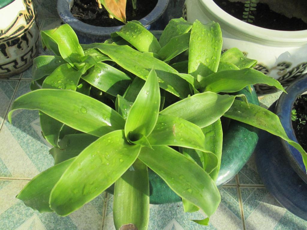 C&acirc;y lược v&agrave;ng rất quen thuộc nhưng t&aacute;c dụng chữa bệnh th&igrave; kh&ocirc;ng phải ai cũng biết. Ảnh minh họa 