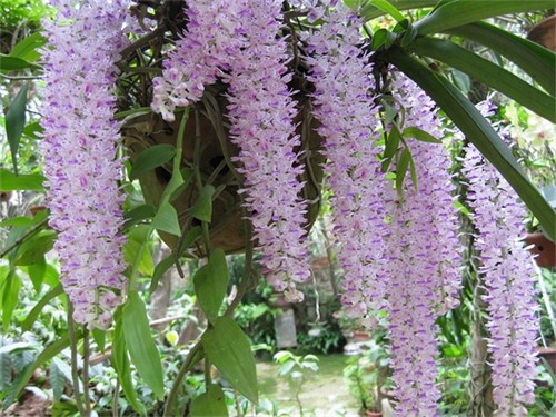 Hoa lan Đu&ocirc;i chồn đẹp kh&oacute; cưỡng bởi d&aacute;ng vẻ dịu d&agrave;ng, e ấp. Ảnh minh họa 