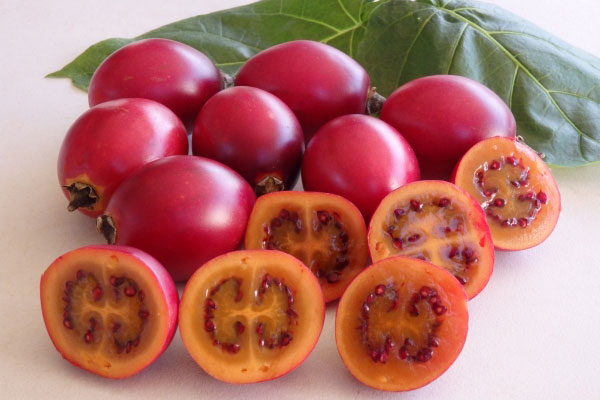 Kỹ thuật trồng v&agrave; chăm s&oacute;c c&acirc;y c&agrave; chua th&acirc;n gỗ tuy hơi phức tạp nhưng cho thu hoạch kh&aacute; cao. Ảnh minh họa 