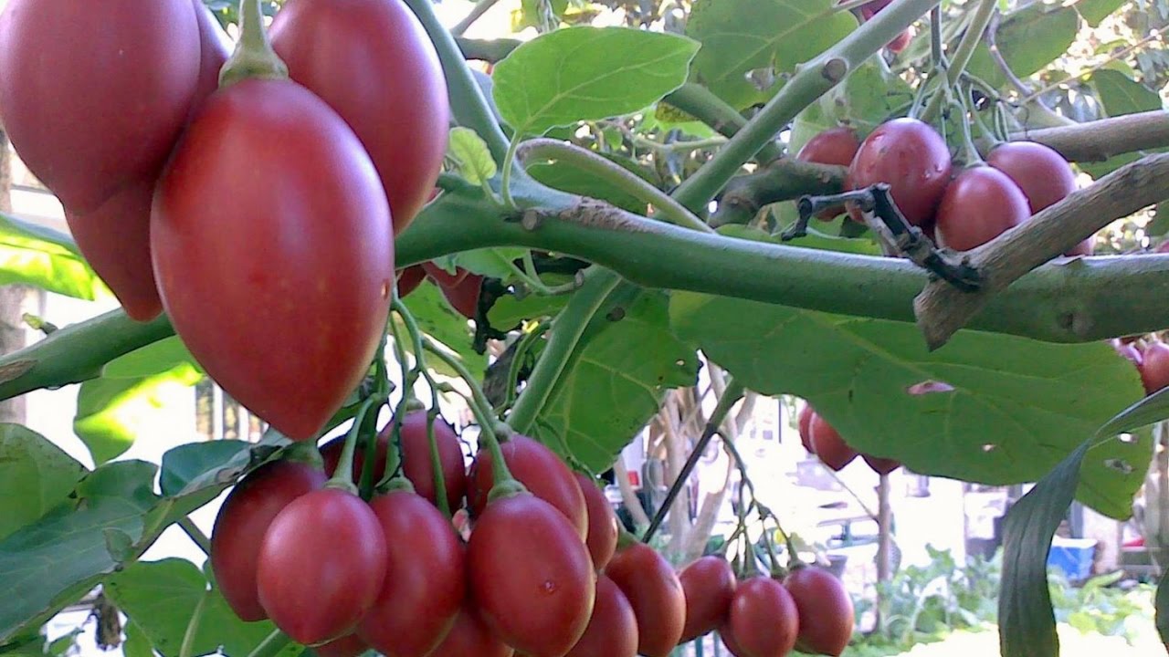 C&agrave; chua th&acirc;n gỗ đang sốt tr&ecirc;n thị trường với gi&aacute; cực kỳ đắt. Ảnh minh họa 