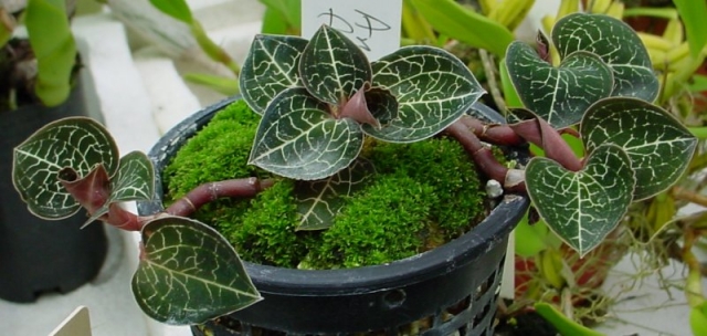 C&acirc;y Lan gấm kh&ocirc;ng chỉ l&agrave;m cảnh m&agrave; c&ograve;n c&oacute; nhiều t&aacute;c dụng chữa bệnh. Ảnh minh họa