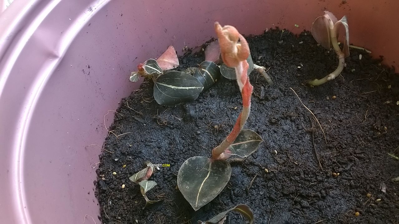 Kỹ thuật trồng v&agrave; chăm s&oacute;c c&acirc;y Lan gấm bằng c&aacute;ch gi&acirc;m c&agrave;nh. Ảnh minh họa