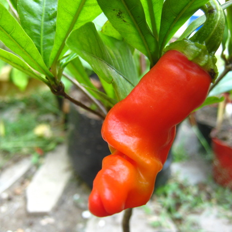 Kỹ thuật trồng c&acirc;y ớt Peter đơn giản chỉ cần ch&uacute; &yacute; kh&ocirc;ng được tưới qu&aacute; nhiều nước khiến c&acirc;y ngập &uacute;ng v&agrave; chết. Ảnh minh họa