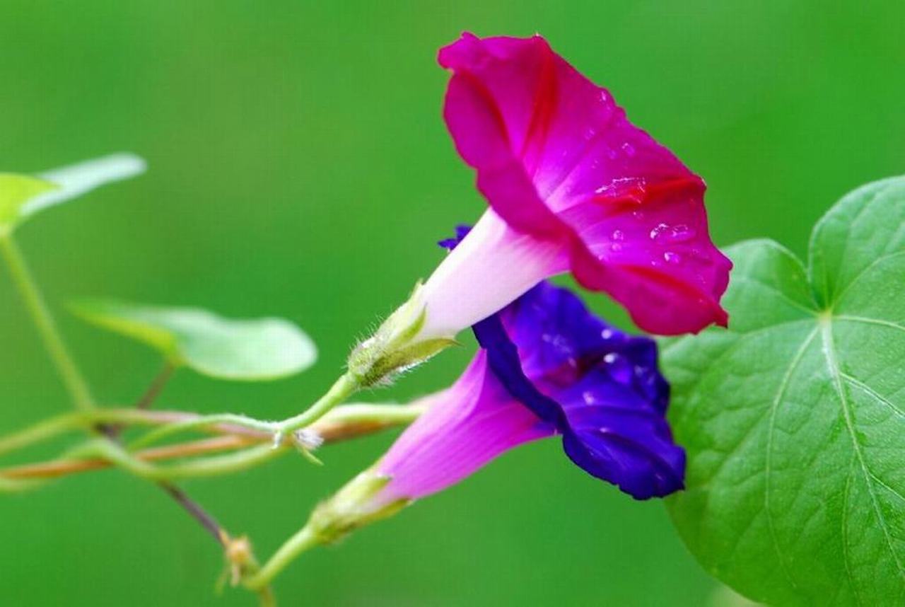 C&aacute;ch chăm s&oacute;c hoa b&igrave;m b&igrave;m kh&ocirc;ng kh&oacute; chỉ cần đảm bảo độ ẩm, đủ &aacute;nh s&aacute;ng l&agrave; c&acirc;y ph&aacute;t triển tốt. Ảnh minh họa
