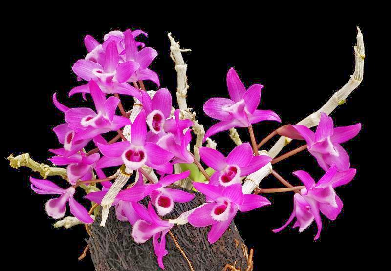 Hoa lan Trầm t&iacute;m to&aacute;t l&ecirc;n vẻ đẹp thanh tao, quyến rũ. Ảnh minh họa 