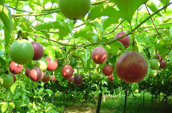 Kỹ thuật trồng chanh d&acirc;y đơn giản nhưng hiệu quả v&agrave; nhiều t&aacute;c dụng. Ảnh minh họa 