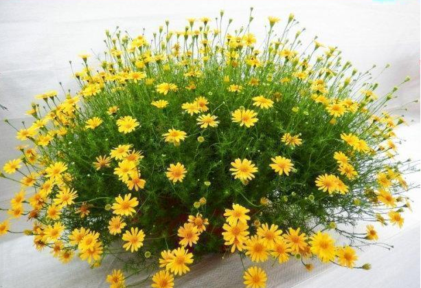 Kỹ thuật trồng v&agrave; chăm s&oacute;c hoa c&uacute;c sao băng cần đặc biệt ch&uacute; &yacute; tới c&aacute;ch tưới v&igrave; c&acirc;y rất mỏng v&agrave; nhỏ dễ dập n&aacute;t. Ảnh minh họa 