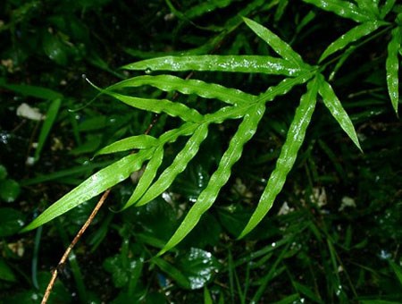 Kỹ thuật trồng c&acirc;y cỏ seo g&agrave; l&agrave;m c&acirc;y thuốc xung quanh nh&agrave;. Ảnh minh họa 