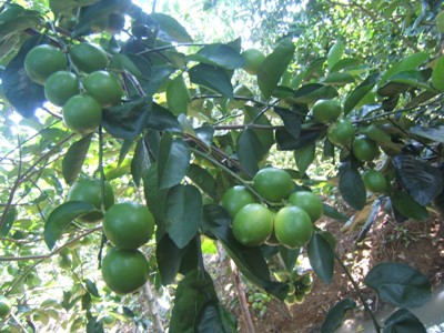 Kỹ thuật trồng cây chanh giấy đơn giản, ít công chăm sóc. Ảnh minh họa 