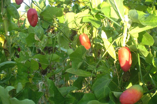 C&aacute;ch chăm s&oacute;c d&acirc;y B&igrave;nh b&aacute;t chỉ cần để &yacute; tưới nước l&agrave; đủ. Ảnh minh họa 